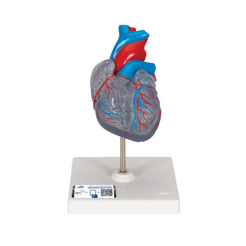 Klasszikus szív vezetési rendszerrel, 2 részes, 1019311 [G08/3], Szív és érrendszeri modellek