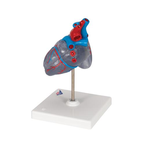 Klasszikus szív vezetési rendszerrel, 2 részes, 1019311 [G08/3], Szív és érrendszeri modellek