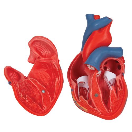 Klasszikus szív, 2 részes, 1017800 [G08], A szív egészségével és fitnesszel kapcsolatos oktatás