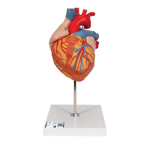 Szív, az eredeti méret 2-szerese, 4 részes - 3B Smart Anatomy, 1000268 [G12], A szív egészségével és fitnesszel kapcsolatos oktatás