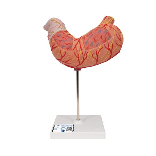 Gyomor, 2 részes - 3B Smart Anatomy, 1000302 [K15], Emésztőrendszeri modellek