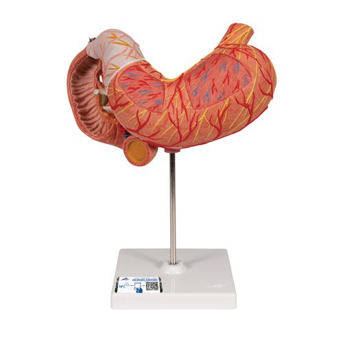 Gyomor, 3 részes - 3B Smart Anatomy, 1000303 [K16], Emésztőrendszeri modellek