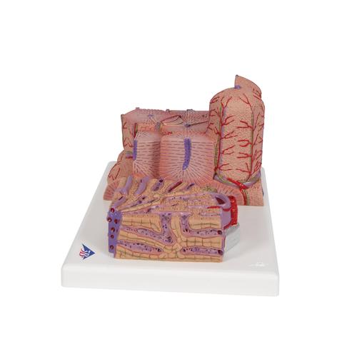 3B MICROanatomy máj - 3B Smart Anatomy, 1000312 [K24], Emésztőrendszeri modellek