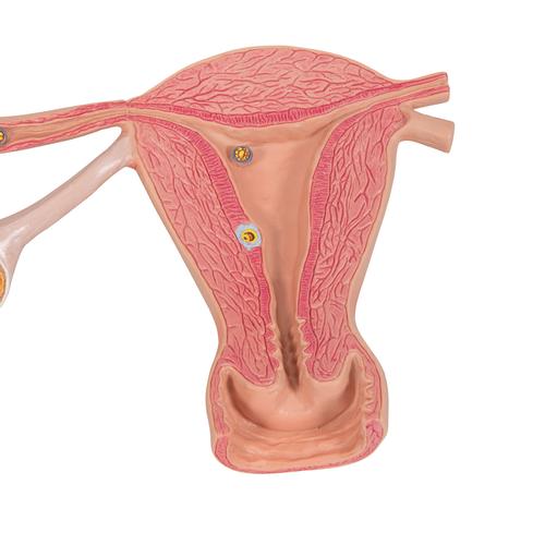 A megtermékenyítés és a csírafejlődés szakaszai, 2-szeres nagyítás - 3B Smart Anatomy, 1000320 [L01], Terhességi modellek