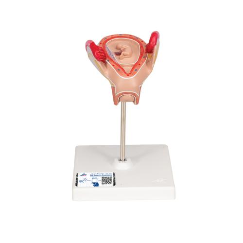 Embrió modell, 2. hónap - 3B Smart Anatomy, 1000323 [L10/2], Ember