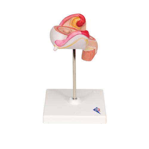 Embrió modell, 2. hónap - 3B Smart Anatomy, 1000323 [L10/2], Terhességi modellek
