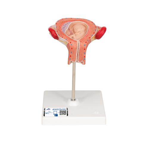 Embrió modell, 3. hónap - 3B Smart Anatomy, 1000324 [L10/3], Terhességi modellek