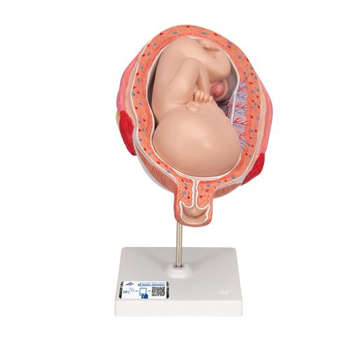 Magzat, 7. hó - 3B Smart Anatomy, 1000329 [L10/8], Terhességi modellek