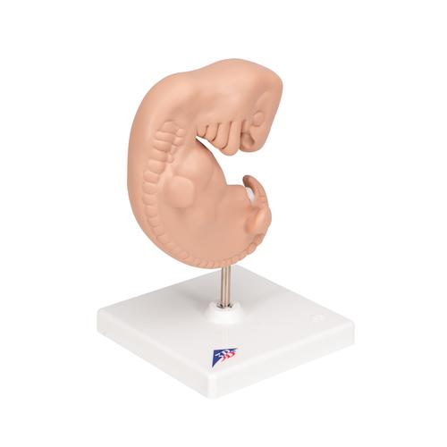 Embrió, az eredeti méret 25-szöröse, 1014207 [L15], Terhességi modellek