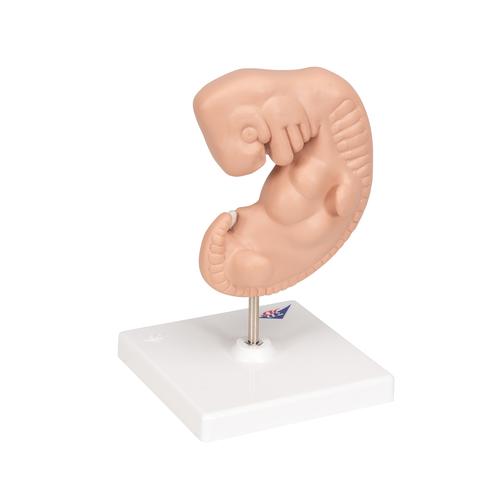 Embrió, az eredeti méret 25-szöröse, 1014207 [L15], Ember