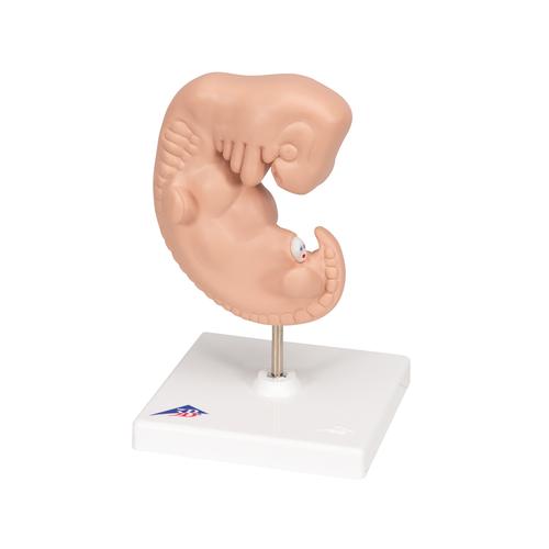 Embrió, az eredeti méret 25-szöröse, 1014207 [L15], Terhességi modellek