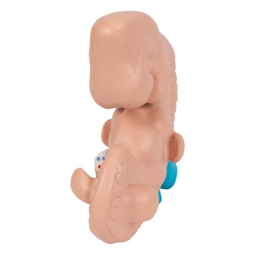 Embrió, az eredeti méret 25-szöröse, 1014207 [L15], Ember