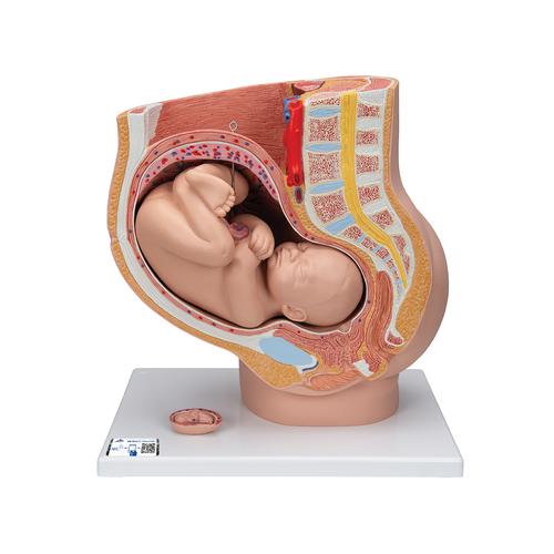 Terhesség alatti medence, 3 részes - 3B Smart Anatomy, 1000333 [L20], Ember