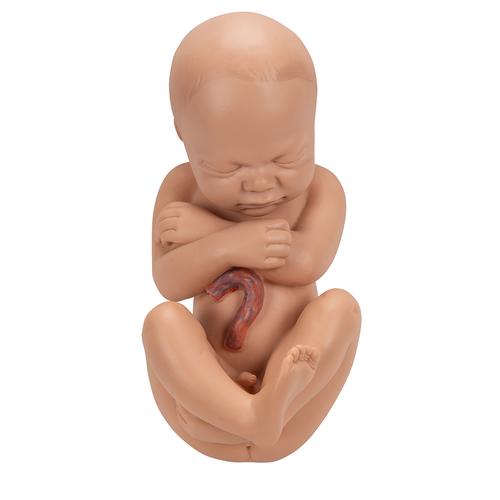 Terhesség alatti medence, 3 részes - 3B Smart Anatomy, 1000333 [L20], Ember