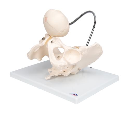 Szülést bemutató medence - 3B Smart Anatomy, 1000334 [L30], Terhességi modellek