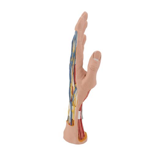 Kéz belső szerkezetének modellje, 3-részes - 3B Smart Anatomy, 1000349 [M18], Kar és kézfej modellek