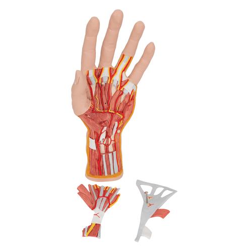 Kéz belső szerkezetének modellje, 3-részes - 3B Smart Anatomy, 1000349 [M18], Kar és kézfej modellek