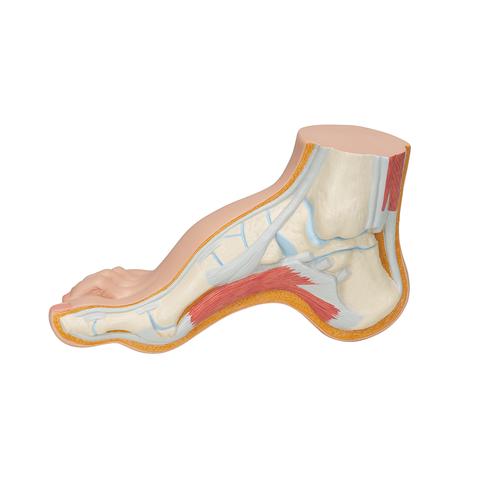 Boltíves lábfej - 3B Smart Anatomy, 1000356 [M32], Ízületi modellek
