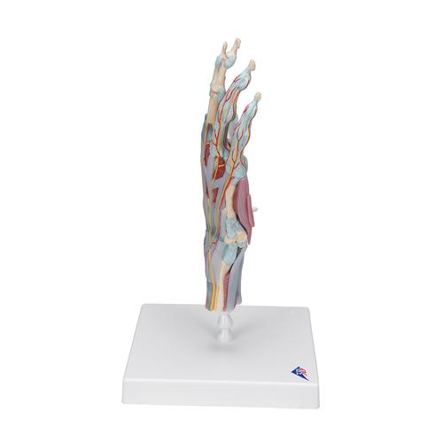 Kéz csontváz modell ínszalagokkal és izmokkal - 3B Smart Anatomy, 1000358 [M33/1], Kar és kézfej modellek