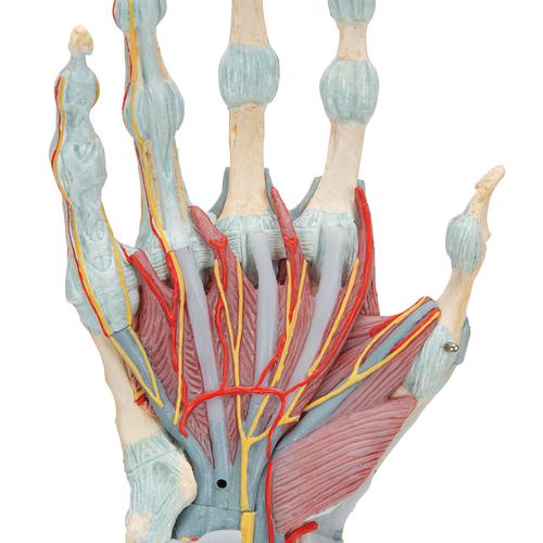 Kéz csontváz modell ínszalagokkal és izmokkal - 3B Smart Anatomy, 1000358 [M33/1], Kar és kézfej modellek