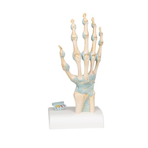 Kéz csontváz modell ínszalagokkal és kéztő csatornával - 3B Smart Anatomy, 1000357 [M33], Kar és kézfej modellek