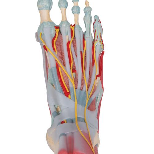 Lábfej csontváz ínszalagokkal és izmokkal, 1019421 [M34/1], Láb és lábfej modellek