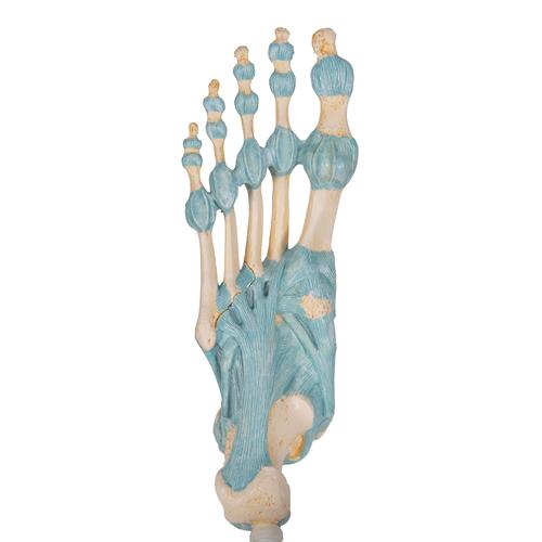 Lábfej csontváz modell ínszalagokkal - 3B Smart Anatomy, 1000359 [M34], Láb és lábfej modellek