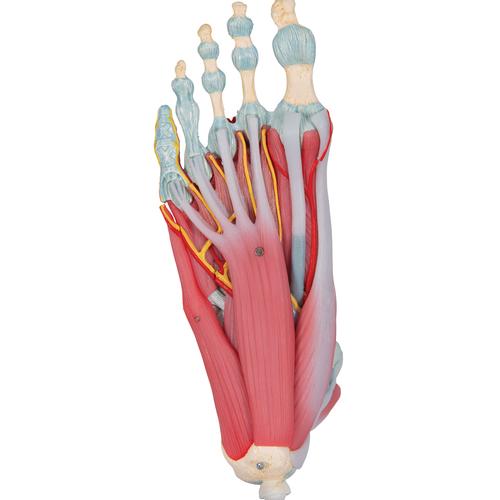 Lábfej csontváz modell ínszalagokkal - 3B Smart Anatomy, 1000359 [M34], Láb és lábfej modellek