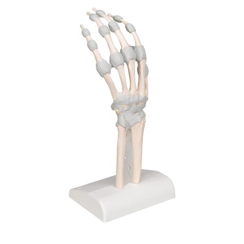 Kézfej csontváz elasztikus szalagokkal, 1013683 [M36], Kar és kézfej modellek