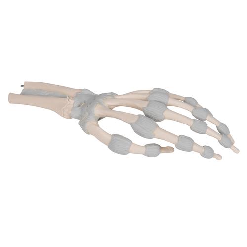 Kézfej csontváz elasztikus szalagokkal, 1013683 [M36], Kar és kézfej modellek