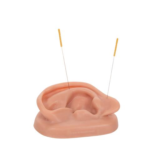 Akupunktúrás fül,, 1000375 [N15/1R], Fül-orr-gégészeti modellek