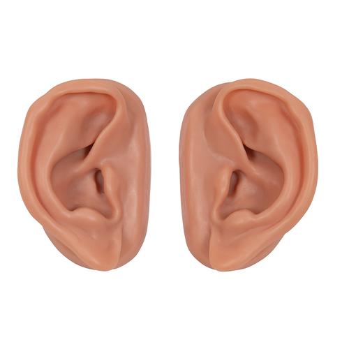 Akupunktúrás fül, készlet 10 hallgató számára, 1000376 [N16], Fül-orr-gégészeti modellek