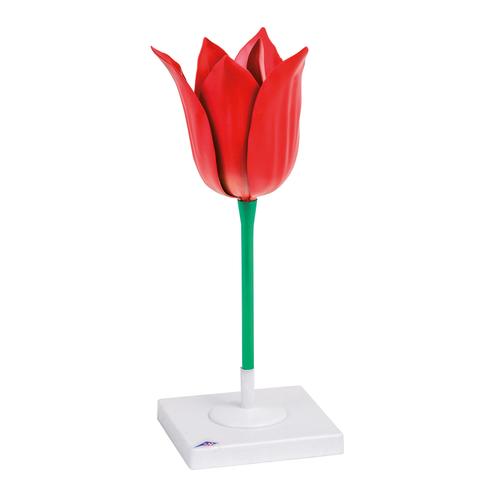 Tulipán (Tulipa gesneriana), 1017832 [T210101], Egyszikűek