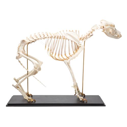 Kutya csontváz (Canis lupus familiaris), L-es méret, 1020989 [T300091L], Ragadozók (Carnivora)