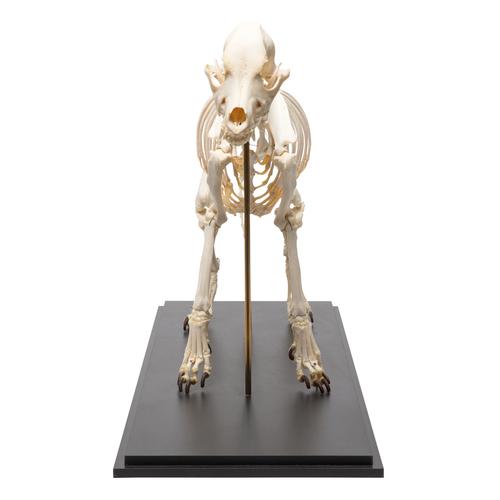 Kutya csontváz (Canis lupus familiaris), L-es méret, 1020989 [T300091L], Ragadozók (Carnivora)
