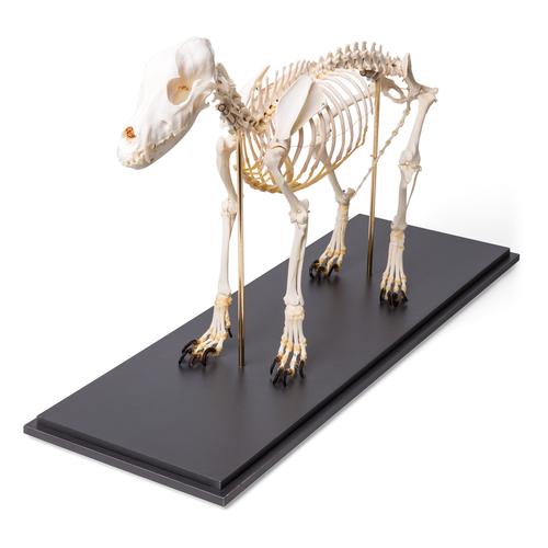 Kutya csontváz (Canis lupus familiaris), M-es méret, 1020988 [T300091M], Háziállatok
