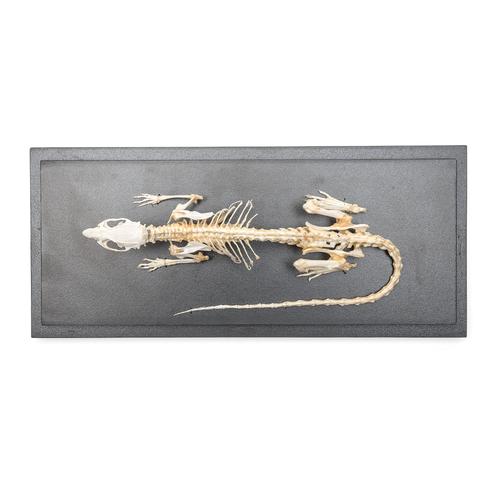 Patkány csontváz (Rattus rattus), 1021036 [T300111], Kis állatok