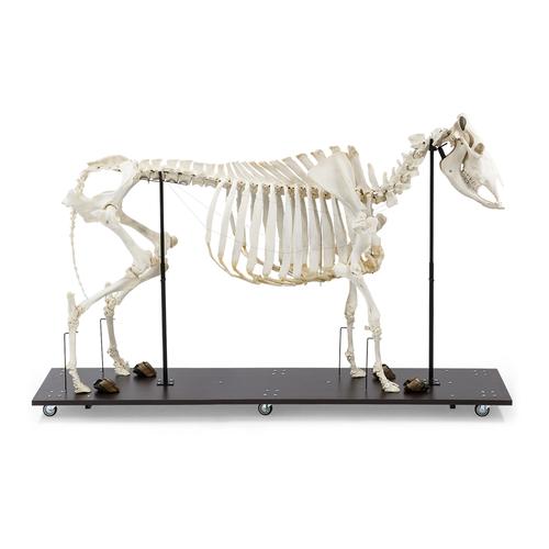 Bovine Cow skeleton (Bos taurus), without horns, articulated, 1020973 [T300121w/o], Farm Animals