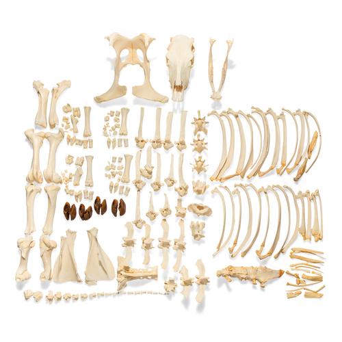 Bovine Cow skeleton (Bos taurus), without horns, disarticulated, 1020975 [T300121w/oU], Tudósnak