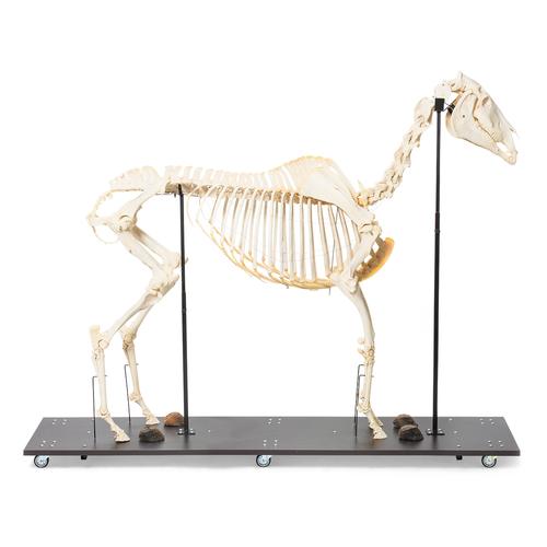 Ló csontváz (Equus ferus caballus), nőstény, 1021002 [T300141f], Farm Animals