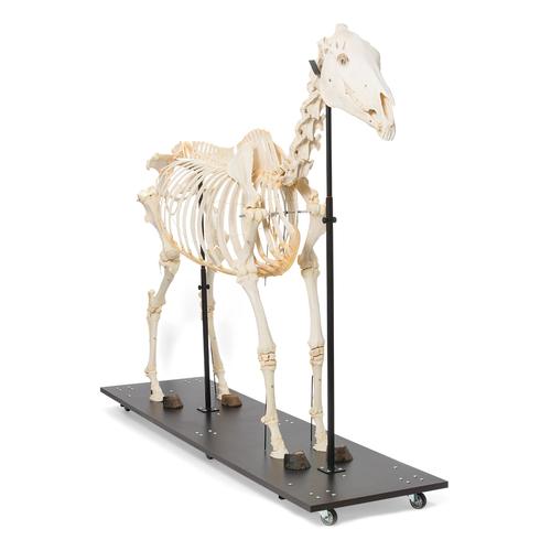 Ló csontváz (Equus ferus caballus), nőstény, 1021002 [T300141f], Farm Animals