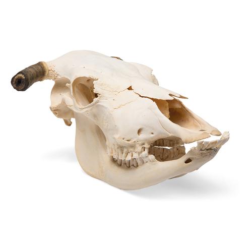 Szarvasmarha koponya (Bos taurus), szarvval, 1020978 [T300151w], Farm Animals
