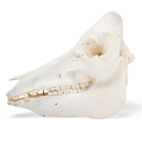 Domestic Pig Skull (Sus scrofa domesticus), Male, Specimen, 1021001 [T300161m], Farm Animals