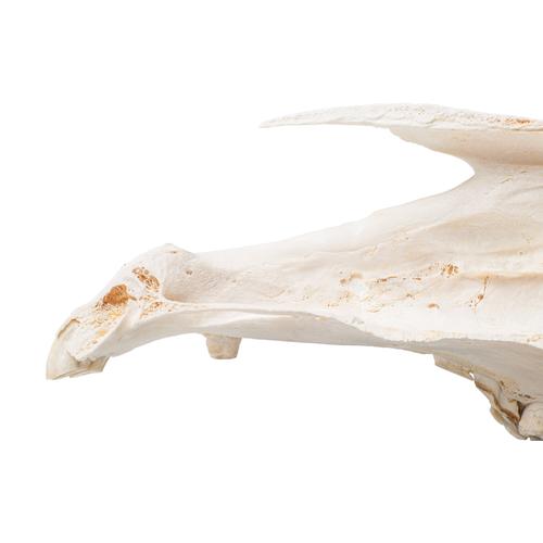 Half Horse Skull (Equus ferus caballus), Specimen, 1021008 [T300172], Farm Animals