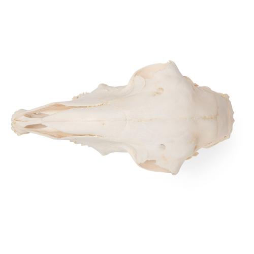 Domestic Sheep Skull (Ovis aries), Male, Specimen, 1021029 [T300181m], Farm Animals
