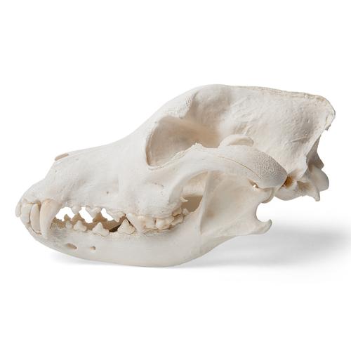 Kutya koponya (Canis lupus familiaris), L-es méret, 1020995 [T30021L], Fogtechnika
