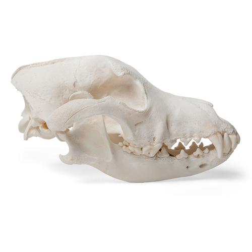 Kutya koponya (Canis lupus familiaris), M-es méret, 1020994 [T30021M], Ragadozók (Carnivora)