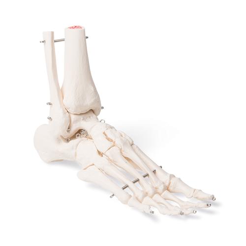 Emlős lábsor fatalpon - hátsó lábakkal, 1021042 [T300241], Összehasonlító anatómia