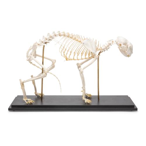 Macska csontváz (Felis catus), 1020969 [T300281], Háziállatok