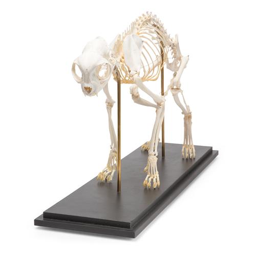 Macska csontváz (Felis catus), 1020969 [T300281], Háziállatok